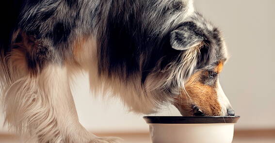 Bachblüten-Therapie für Hund und Mensch, Gleichgewicht, Notfalltropfen