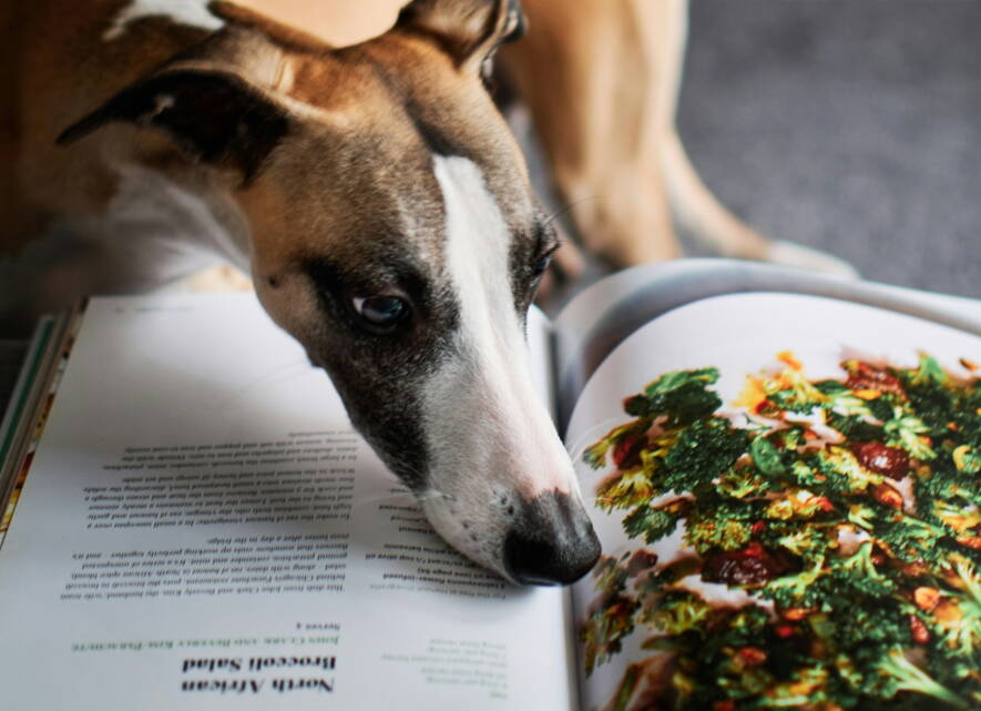 hundeernaehrung.jpg hundeernaehrung.jpg