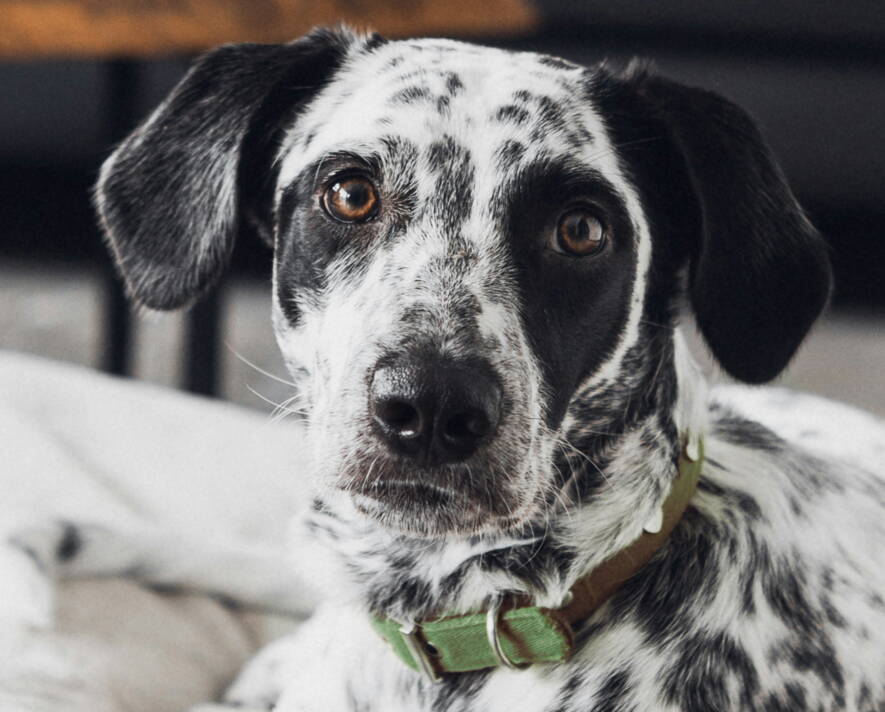 Hundeschule.jpg Gemeinsam unterwegs: Hunde-Coaching, Hundeschule, Sozialer Spaziergang, Sinn-Arbeit, Verhaltens-Therapie, Verhaltens-Beratung, NHB